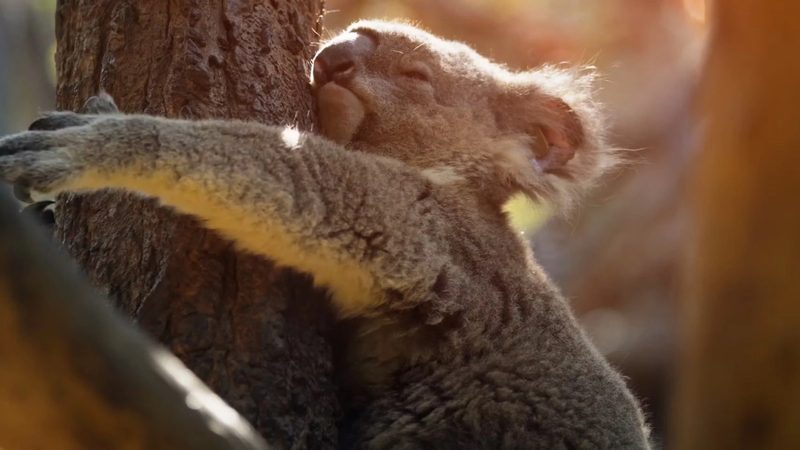 Nef Ev Değiştirme Kampanyası